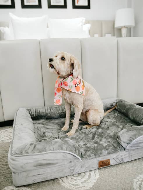 Paws & Comfort: Pet Amenities